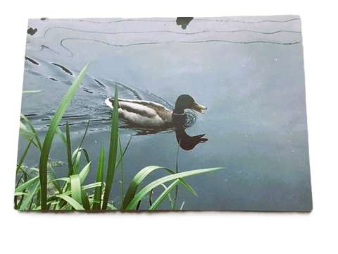 Selection of Mercy International centre Cards for every occasion