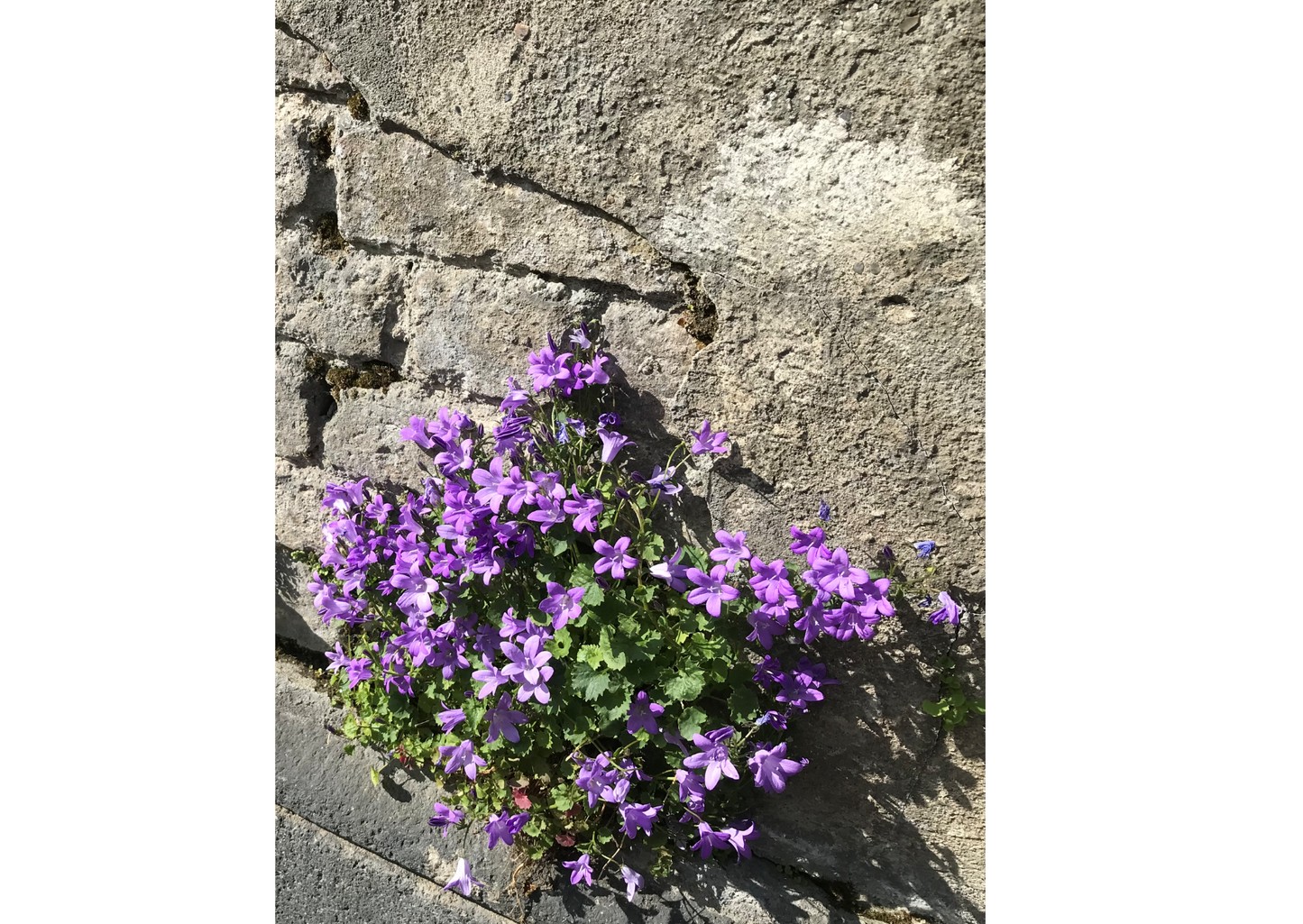 Selection of Mercy International centre Cards for every occasion