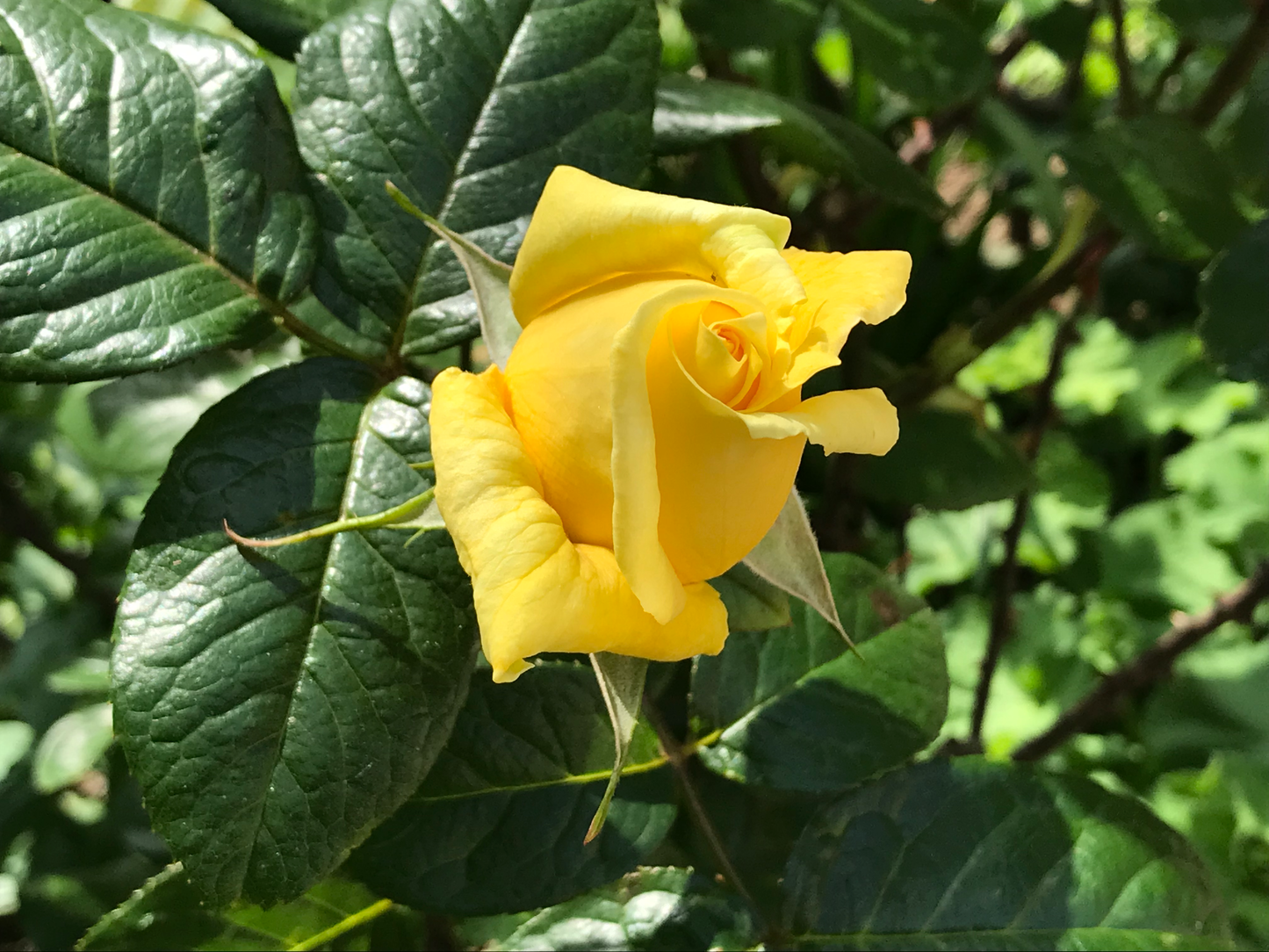 Selection of Mercy International centre Cards for every occasion