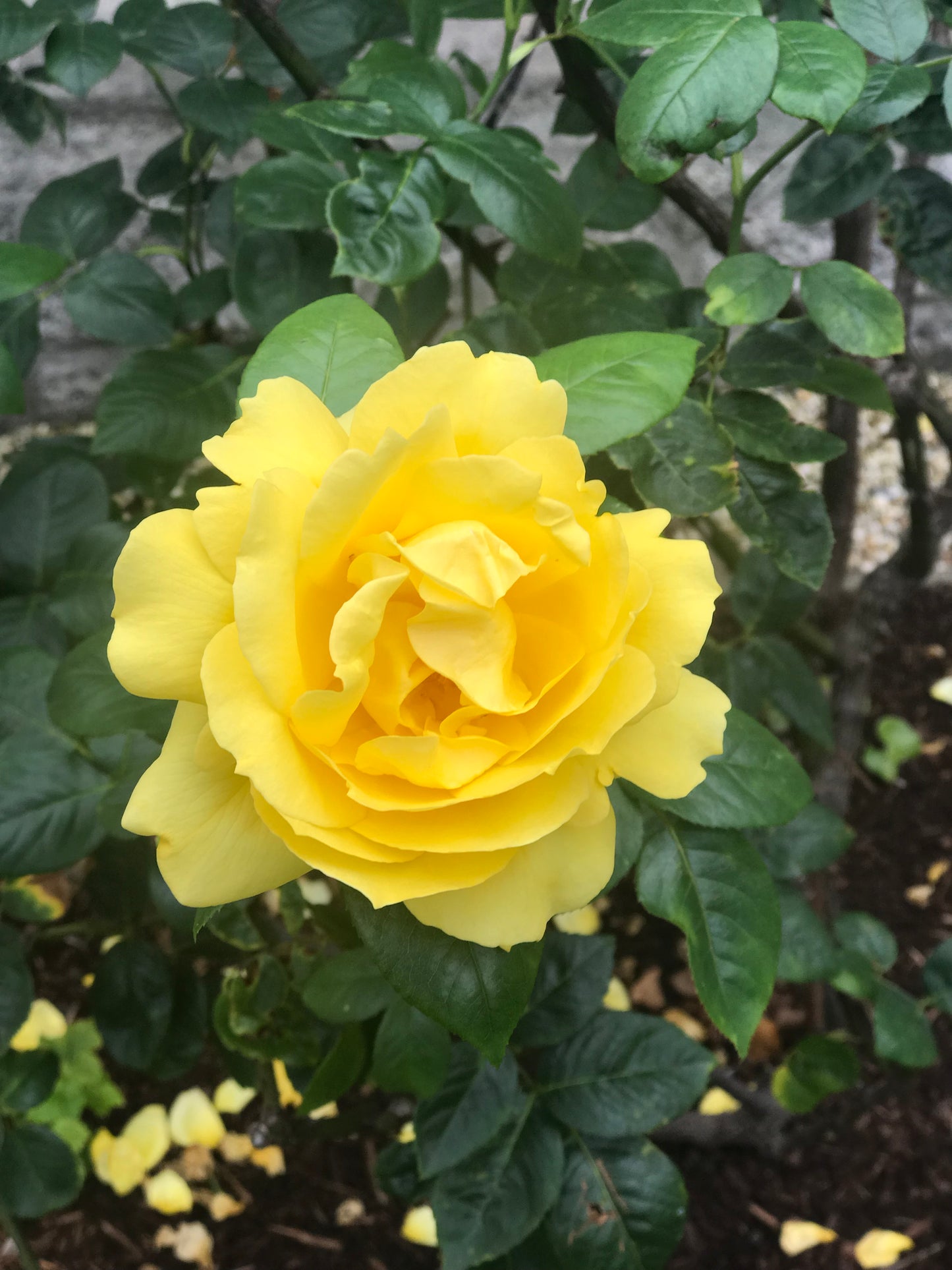 'A Saintly Rose' - Catherine McAuley Rose lapel Pin